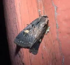 Adelphagrotis indeterminata thumbnail 4