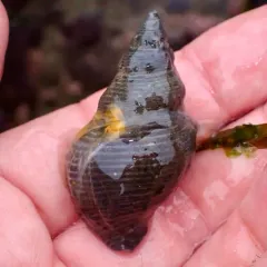 Dire Whelk thumbnail 2