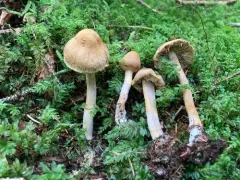 Inocybe olympiana thumbnail 2