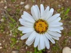 Haplothrips leucanthemi thumbnail 4