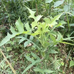 Canada wild lettuce thumbnail 3