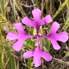 Large-flower Clarkia thumbnail 1