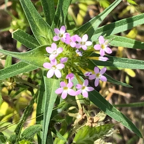 narrow-leaf mountain trumpet