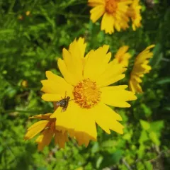 Lance-leaved Coreopsis thumbnail 2