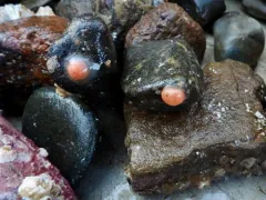 Blood Drop Sea Squirt thumbnail 4
