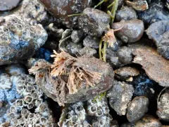 Caberea ellisii thumbnail 2