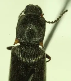 Ctenicera angularis thumbnail 2