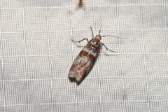 Willow Gall Inquiline Moth thumbnail 4