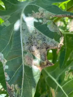Spinach Leafminer thumbnail 2