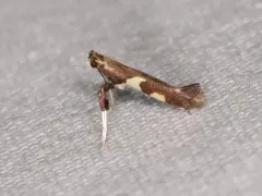 Dogwood Conical Leafroller Moth thumbnail 2