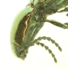 Nitidolimonius weidtii thumbnail 4