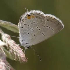 Eastern Tailed-Blue thumbnail 3