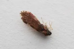 Patara vanduzei thumbnail 3