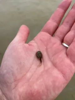 Arctic Tadpole Shrimp thumbnail 3