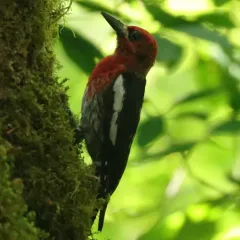 Red-breasted Sapsucker thumbnail 3