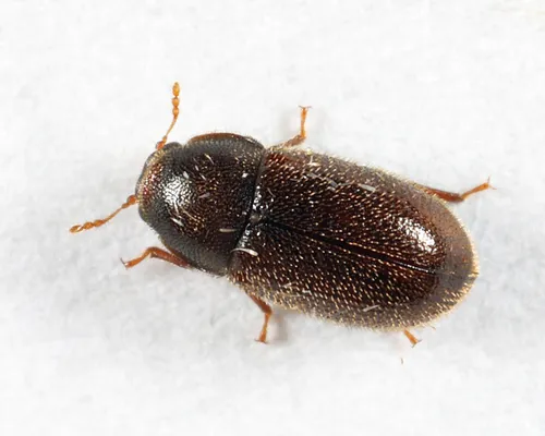 Darkfooted Cis Beetle