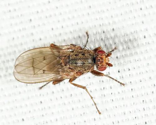 Oecothea specus