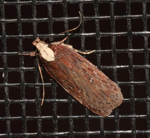 Yarrow Webworm