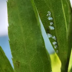 Orthezia solidaginis thumbnail 3