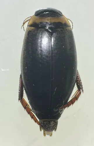 Rhantus suturellus