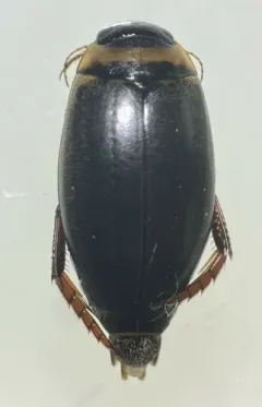 Rhantus suturellus thumbnail 1