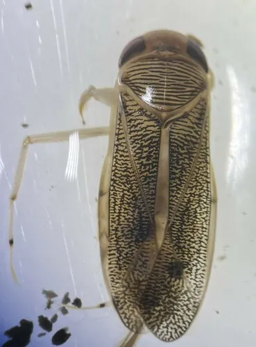 Arctocorisa sutilis
