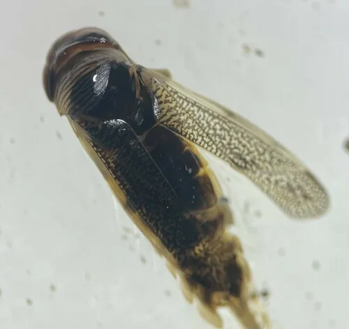 Cenocorixa dakotensis