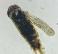 Cenocorixa dakotensis thumbnail 1