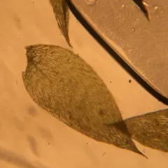 Mueller's Silk-moss thumbnail 4