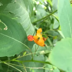 common jewelweed thumbnail 3