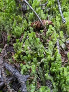Greater Pawwort thumbnail 2