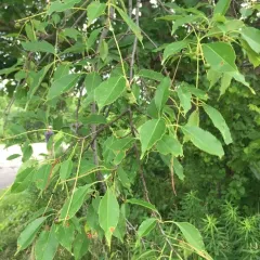 black cherry thumbnail 4