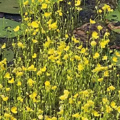humped bladderwort thumbnail 3