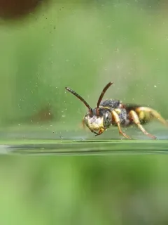 Placid Nomad Bee thumbnail 4