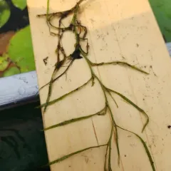 water star-grass thumbnail 1