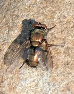 Australian Sheep Blow Fly thumbnail 4