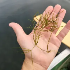 Starry Stonewort thumbnail 1