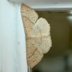 Cyclophora dataria thumbnail 3