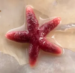 Northern Blood Star thumbnail 2
