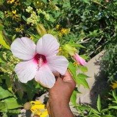 Halberd-leaf Rosemallow thumbnail 4