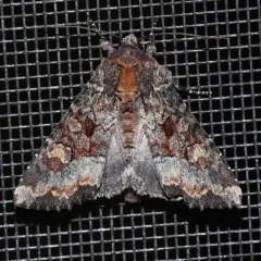 Yellow-headed Cutworm Moth thumbnail 2