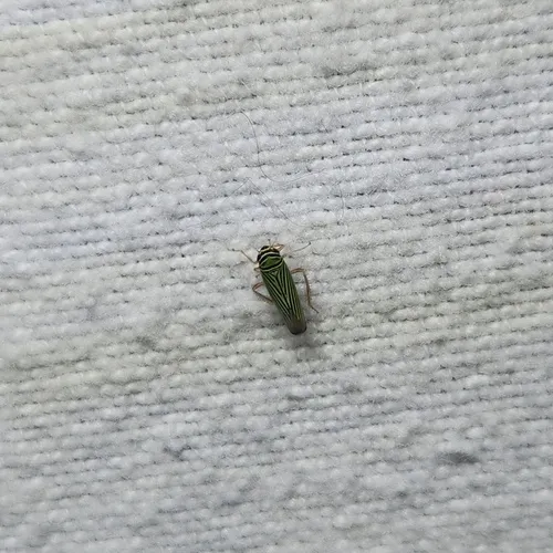 Tylozygus bifidus