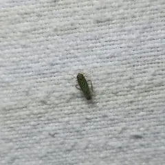 Tylozygus bifidus thumbnail 1