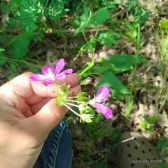 clustered poppymallow thumbnail 1