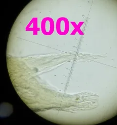 angel hair coral thumbnail 3