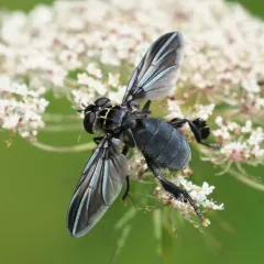 Trichopoda lanipes thumbnail 3