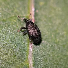 Rhyssomatus aequalis thumbnail 2