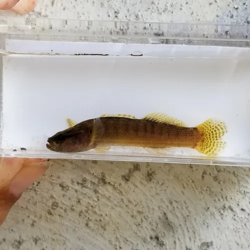 Fantail Darter