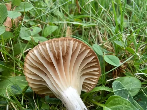 Cuphophyllus bondii