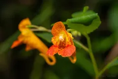 common jewelweed thumbnail 2